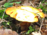 Goldgelber Lärchen-Röhrling